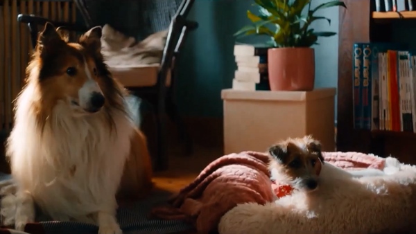 Lassie – Ein neues Abenteuer David Reichelt